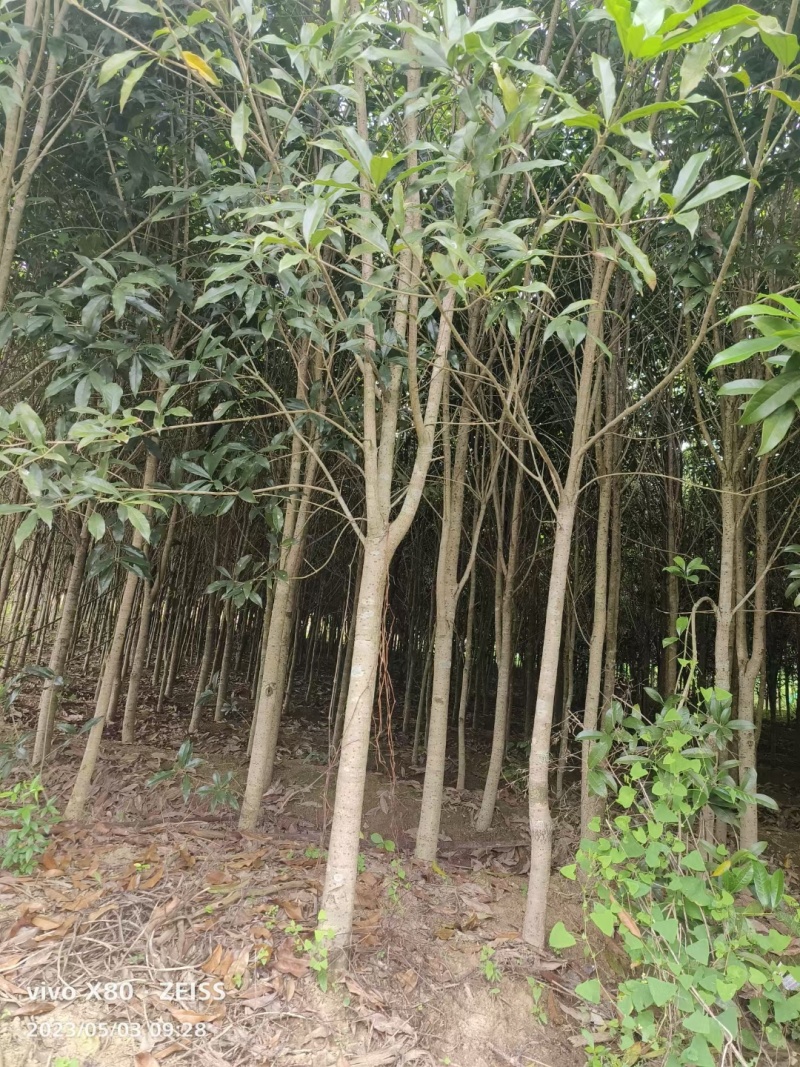 桂花树便宜处理了