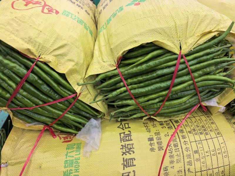 杭椒线椒美人椒青州市东夏镇杨立伍村杨建林
