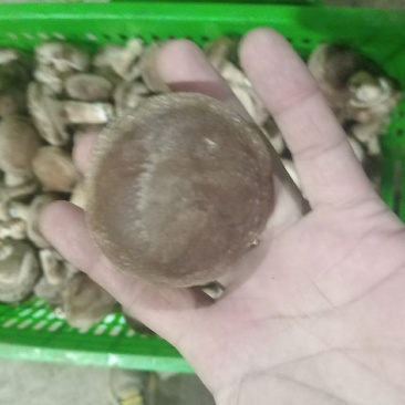 新鲜香菇，当季菌菇食材，产地直发，对接超市，档口，电商，