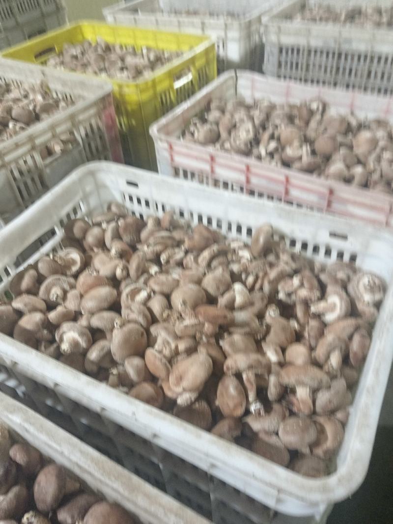 新鲜香菇，当季菌菇食材，产地直发，对接超市，档口，电商，