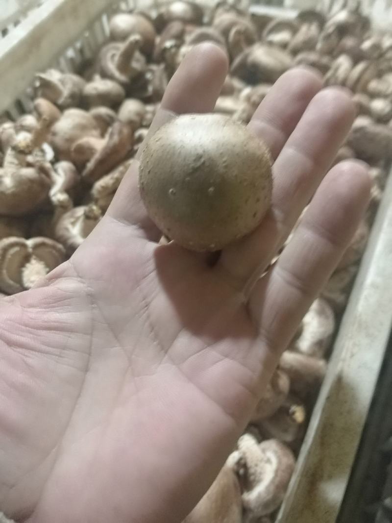 新鲜香菇，当季菌菇食材，产地直发，对接超市，档口，电商，