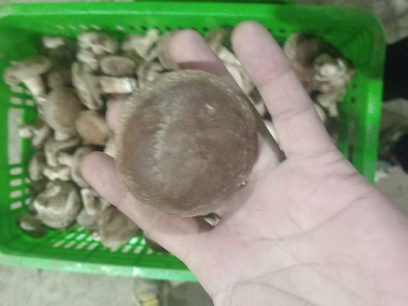 新鲜香菇，当季菌菇食材，产地直发，对接超市，档口，电商，