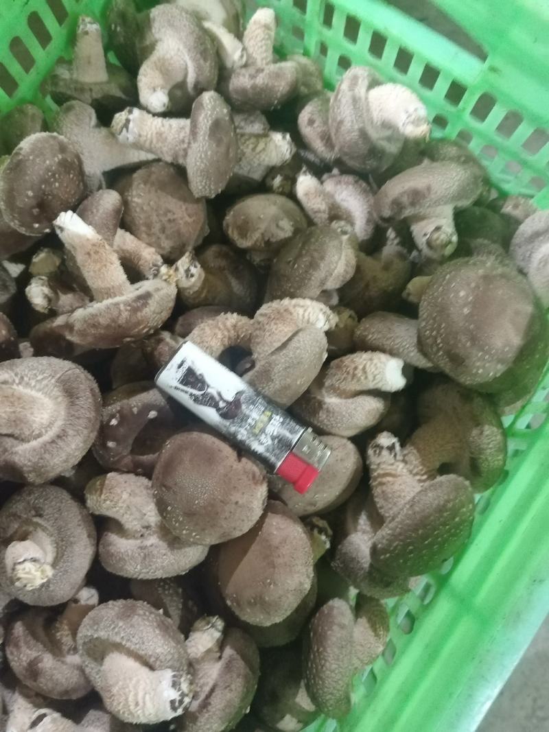 新鲜香菇，当季菌菇食材，产地直发，对接超市，档口，电商，