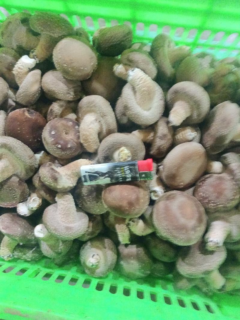 新鲜香菇，当季菌菇食材，产地直发，对接超市，档口，电商，