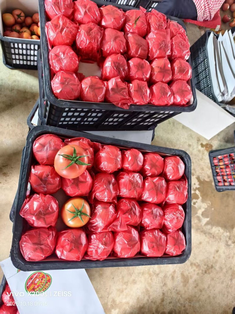 硬粉西红柿云南西红柿产地直发品质保障量大优惠