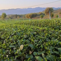 广东红茶，英红九号