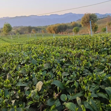 广东红茶，英红九号