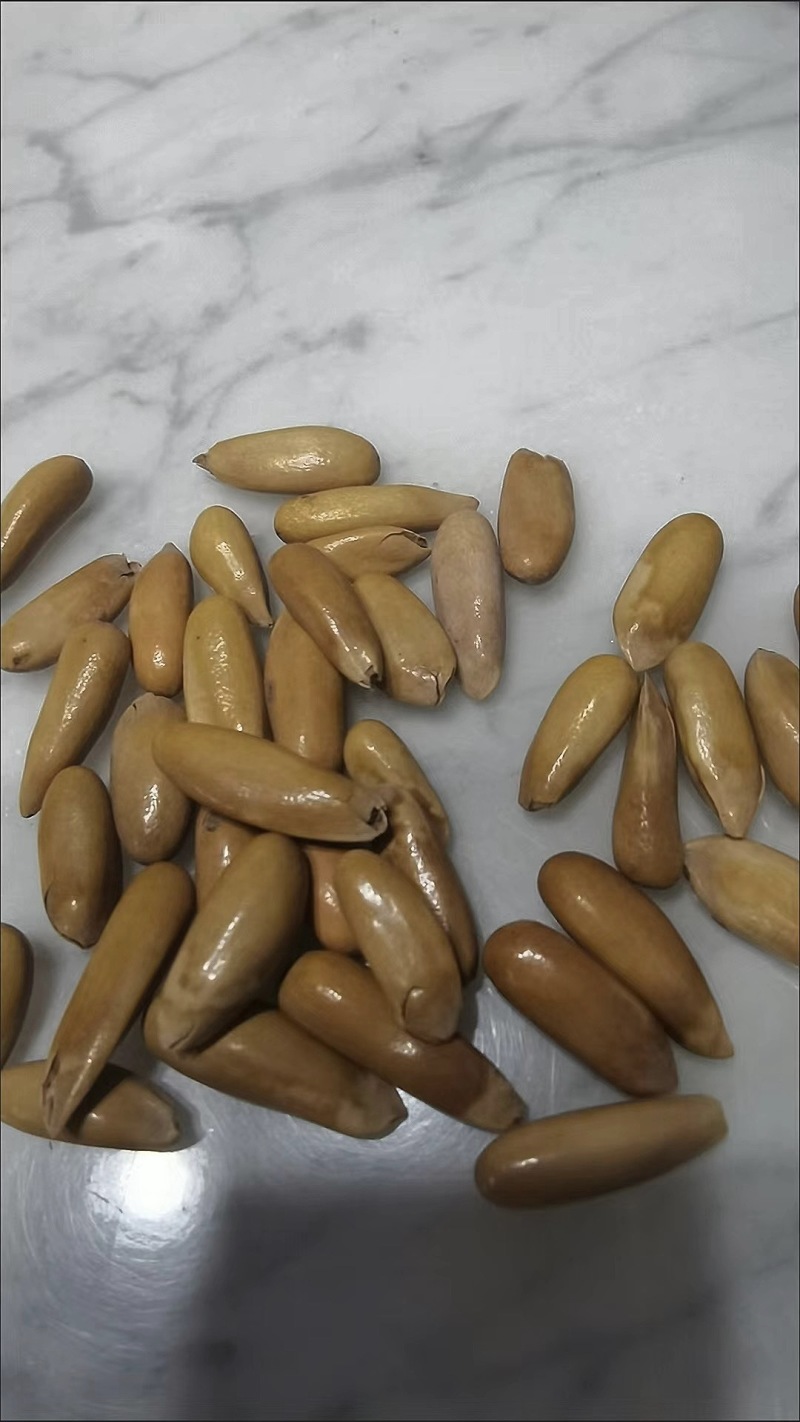 巴西松子(电商专用)