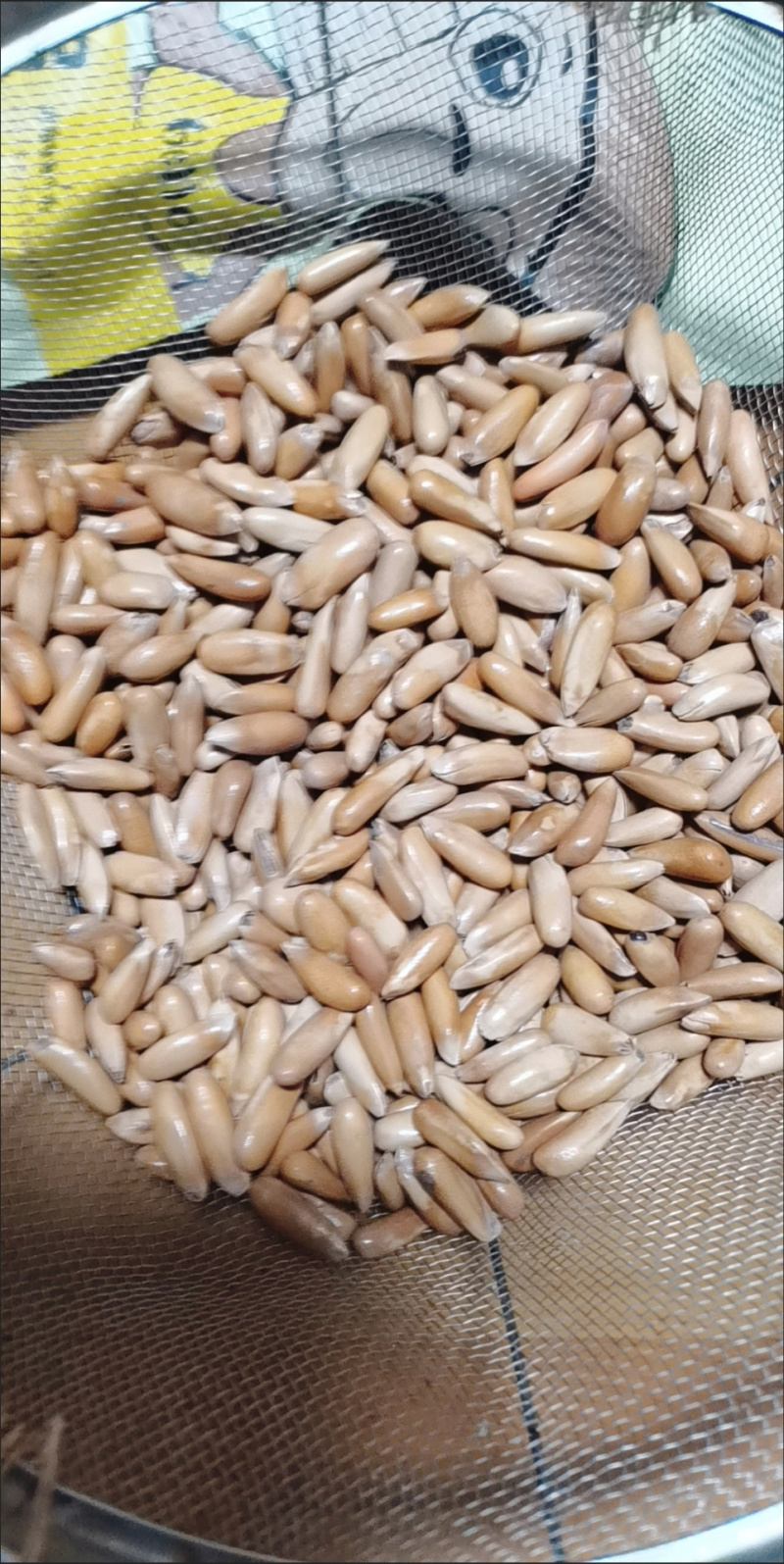巴西松子(电商专用)