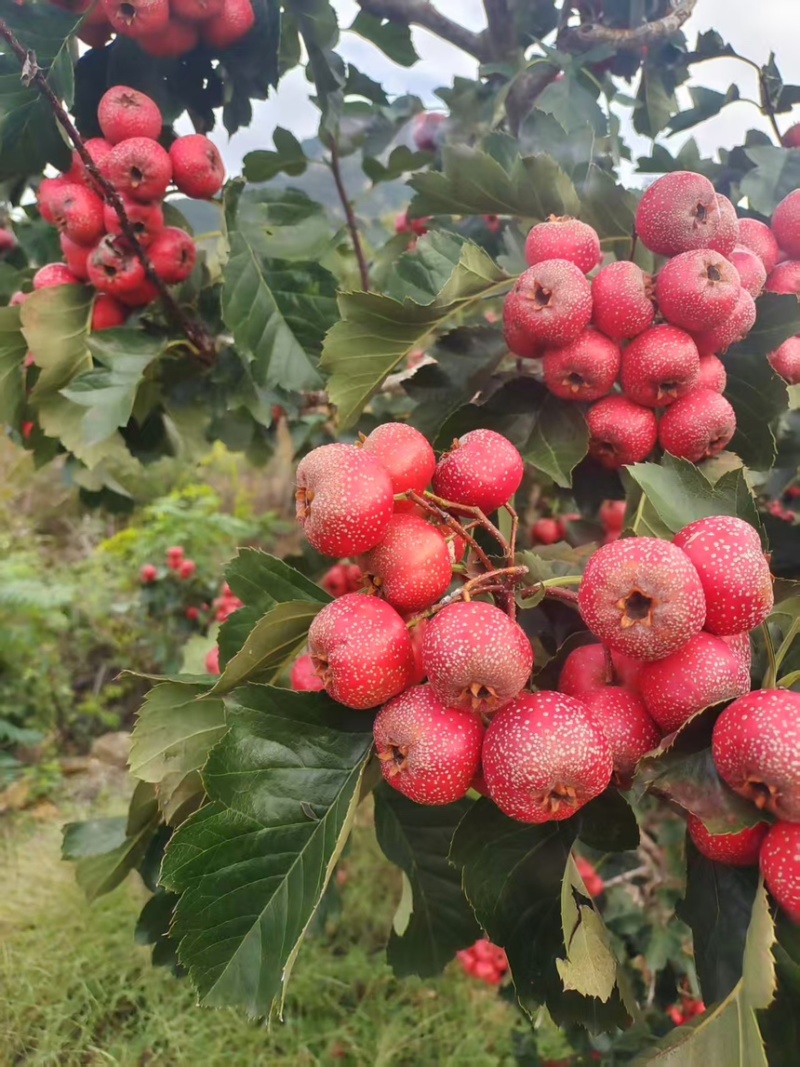 优质大金星山楂个大质优亮度好可视频看货欢迎咨询