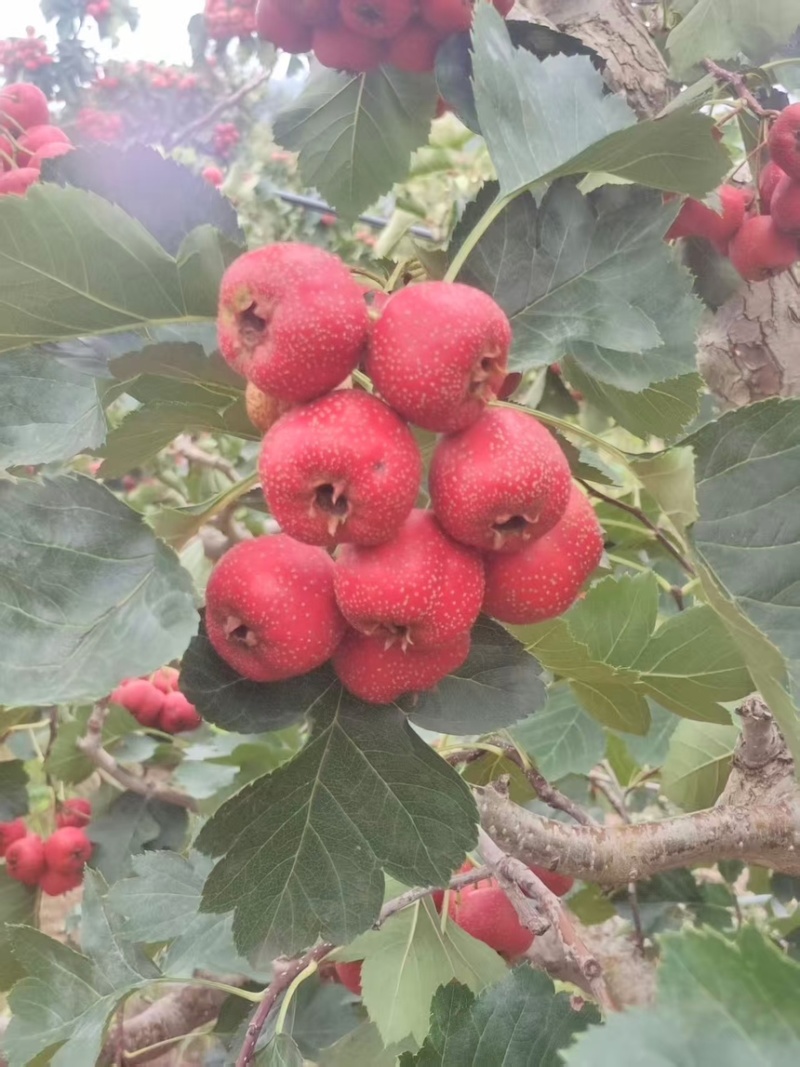 优质大金星山楂个大质优亮度好可视频看货欢迎咨询