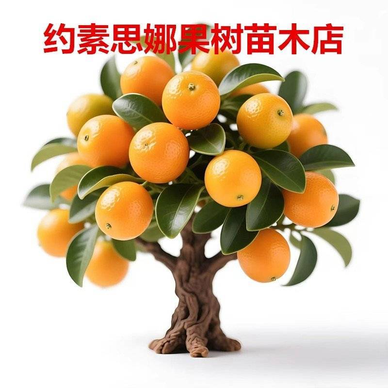 带果金桔