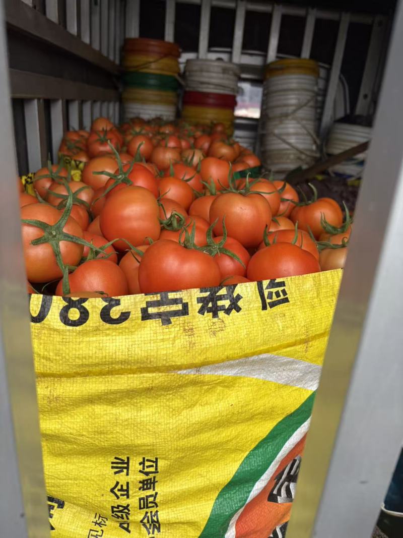 大红西红柿云南西红柿，产地一手货源，对接电商市场批发商