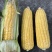 水果玉米