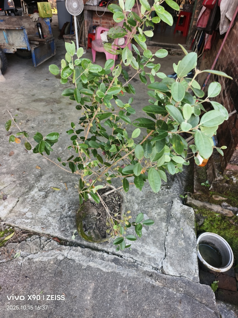 四季开花桃金娘苗