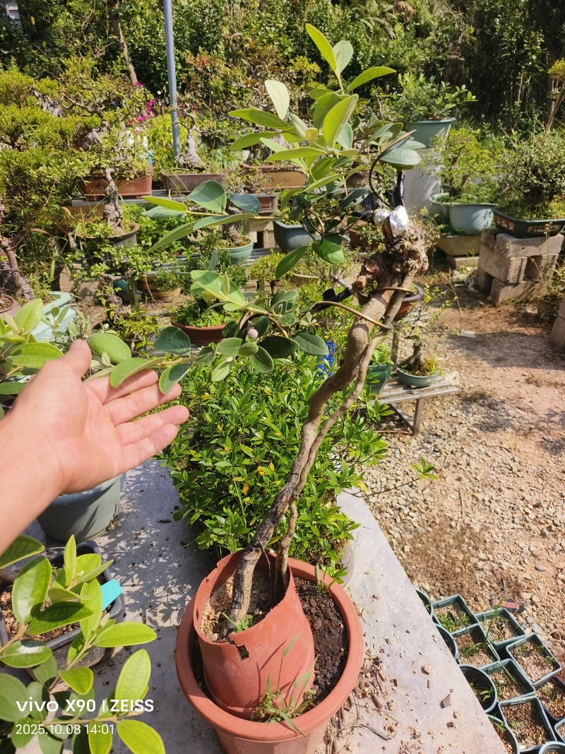 四季开花桃金娘苗