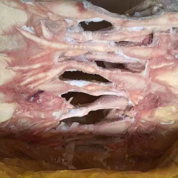 红毛一级老母鸡