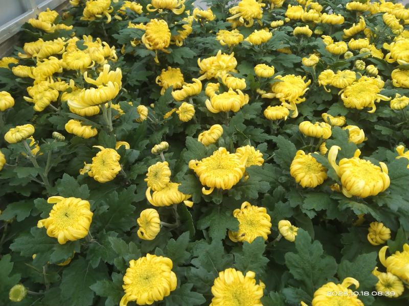 盆栽菊花
