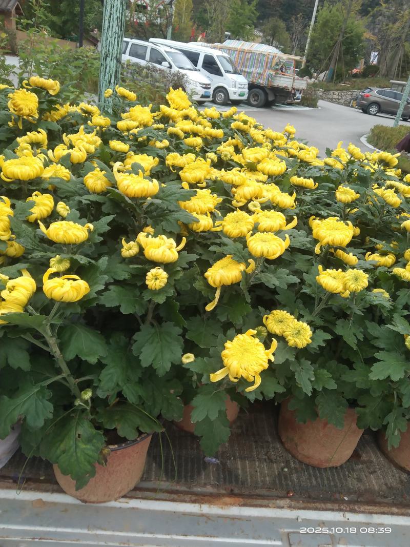 盆栽菊花