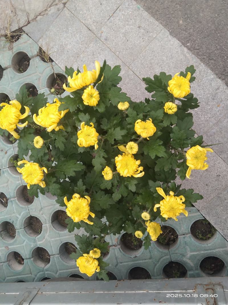 盆栽菊花
