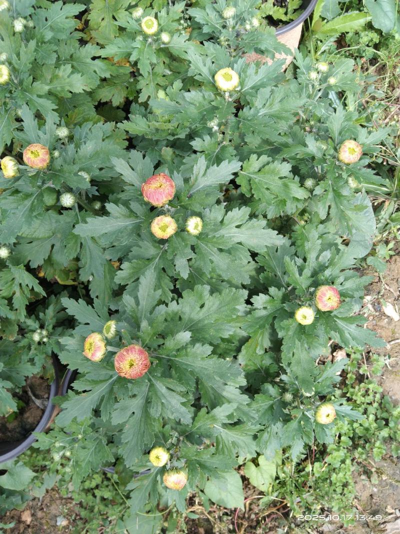 盆栽菊花