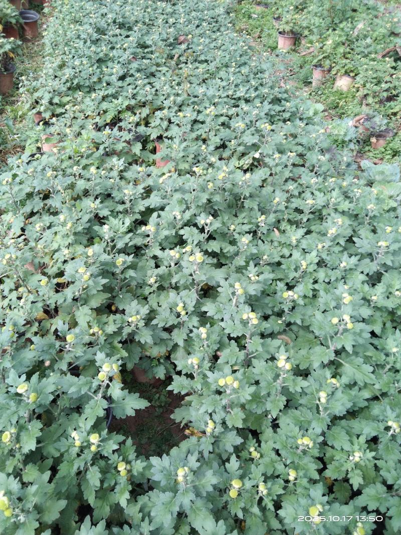 盆栽菊花