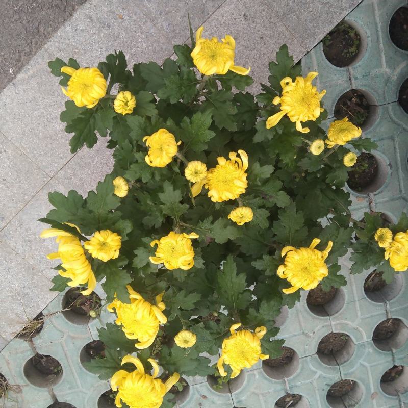 盆栽菊花