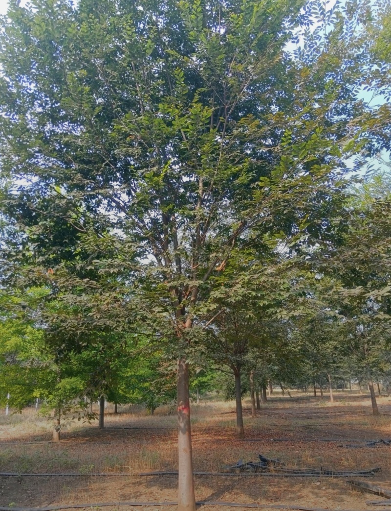 J基地大量出售20公分榉树
