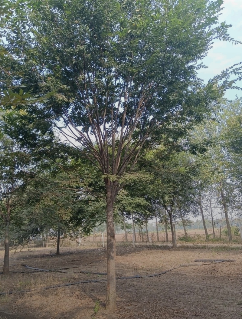 J基地大量出售20公分榉树