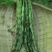 花皮四季豆种子，下锅软烂，口感好，50元1斤