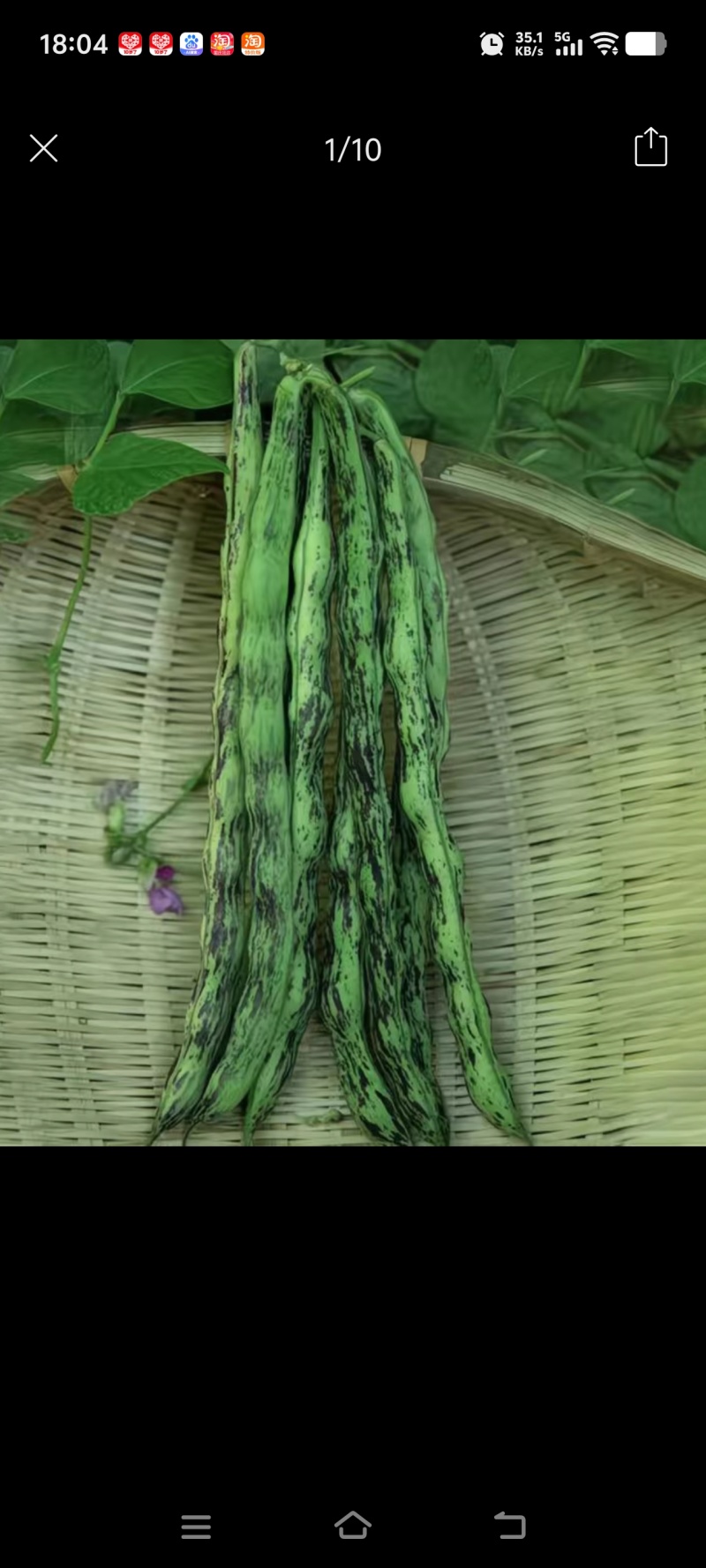 花皮四季豆种子，下锅软烂，口感好，50元1斤
