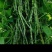 花皮四季豆种子，下锅软烂，口感好，50元1斤