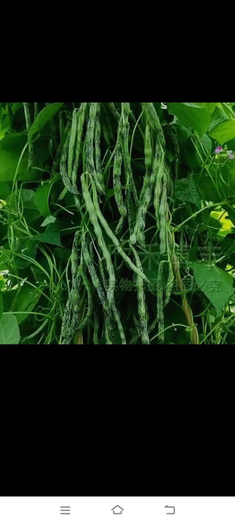 花皮四季豆种子，下锅软烂，口感好，50元1斤