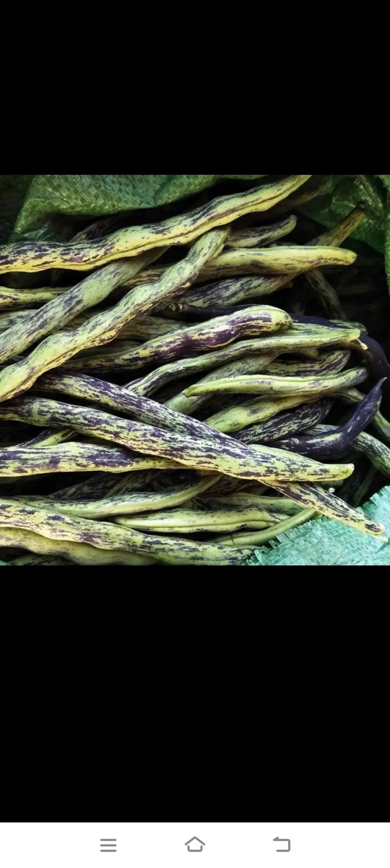 花皮四季豆种子，下锅软烂，口感好，50元1斤