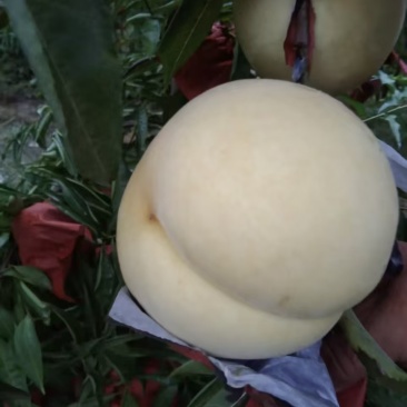 白桃映霜红冬桃一件代发长期有货可做长期品质质量有