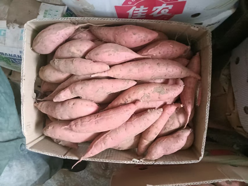 黑山烟薯25产地直供支持商超电商批发市场烤红薯店欢迎采购