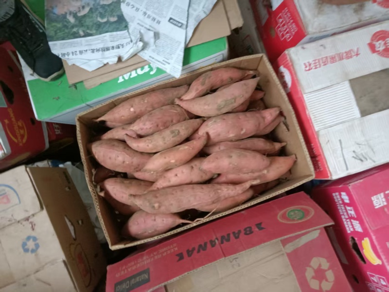 黑山烟薯25产地直供支持商超电商批发市场烤红薯店欢迎采购