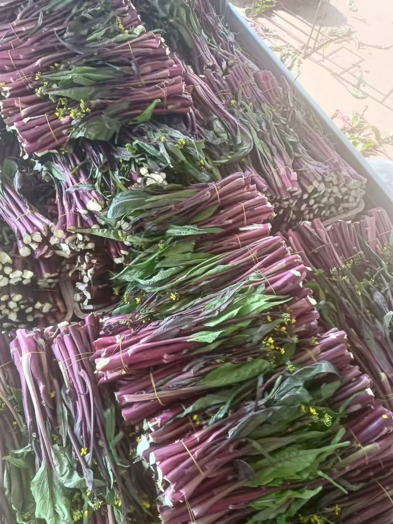 湖北红菜苔，基地一手货源现采现发，保证新鲜