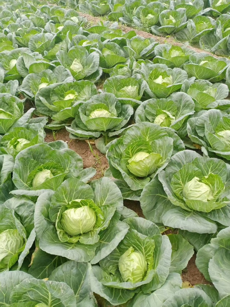 甘蓝产地直销，农户自己种，没有中间商。