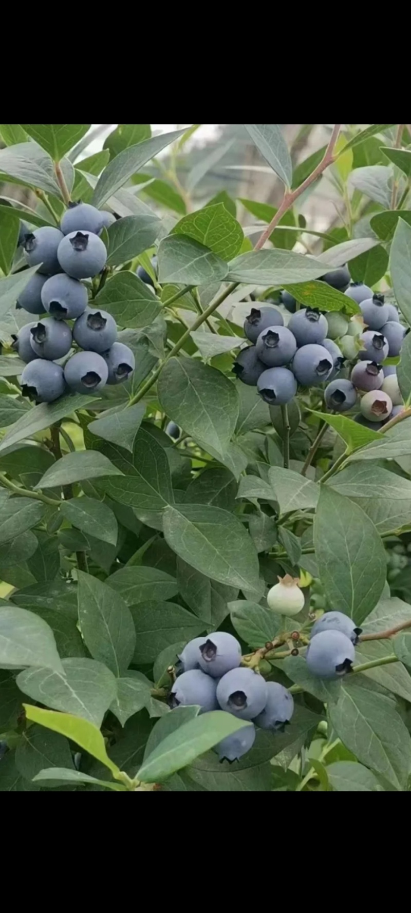 蓝莓（黑莓）种苗（脱毒苗）