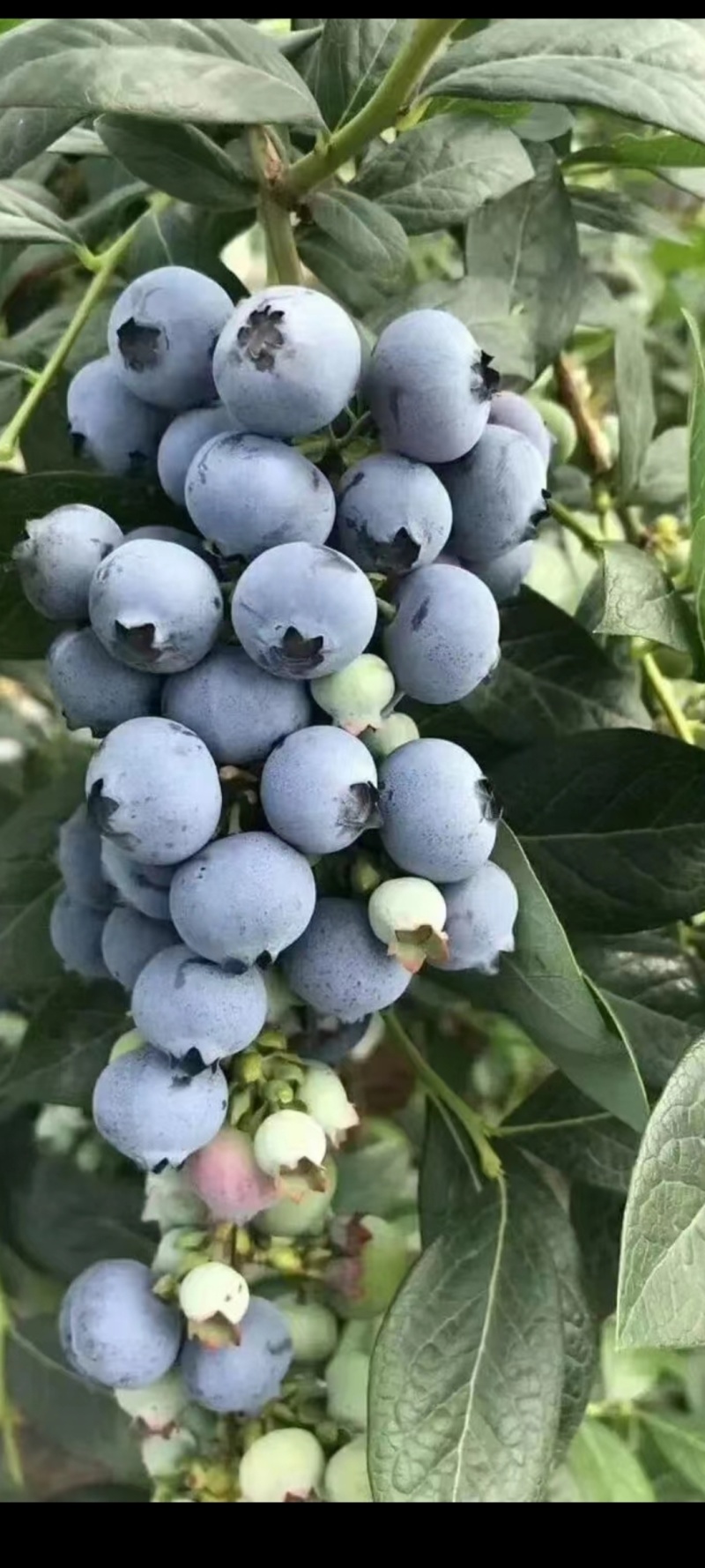 蓝莓（黑莓）种苗（脱毒苗）