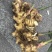 大量面姜待嫁无病害无药残大量供应