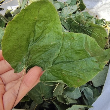 东北淫羊藿全草整叶颜色好2斤包邮量大优惠