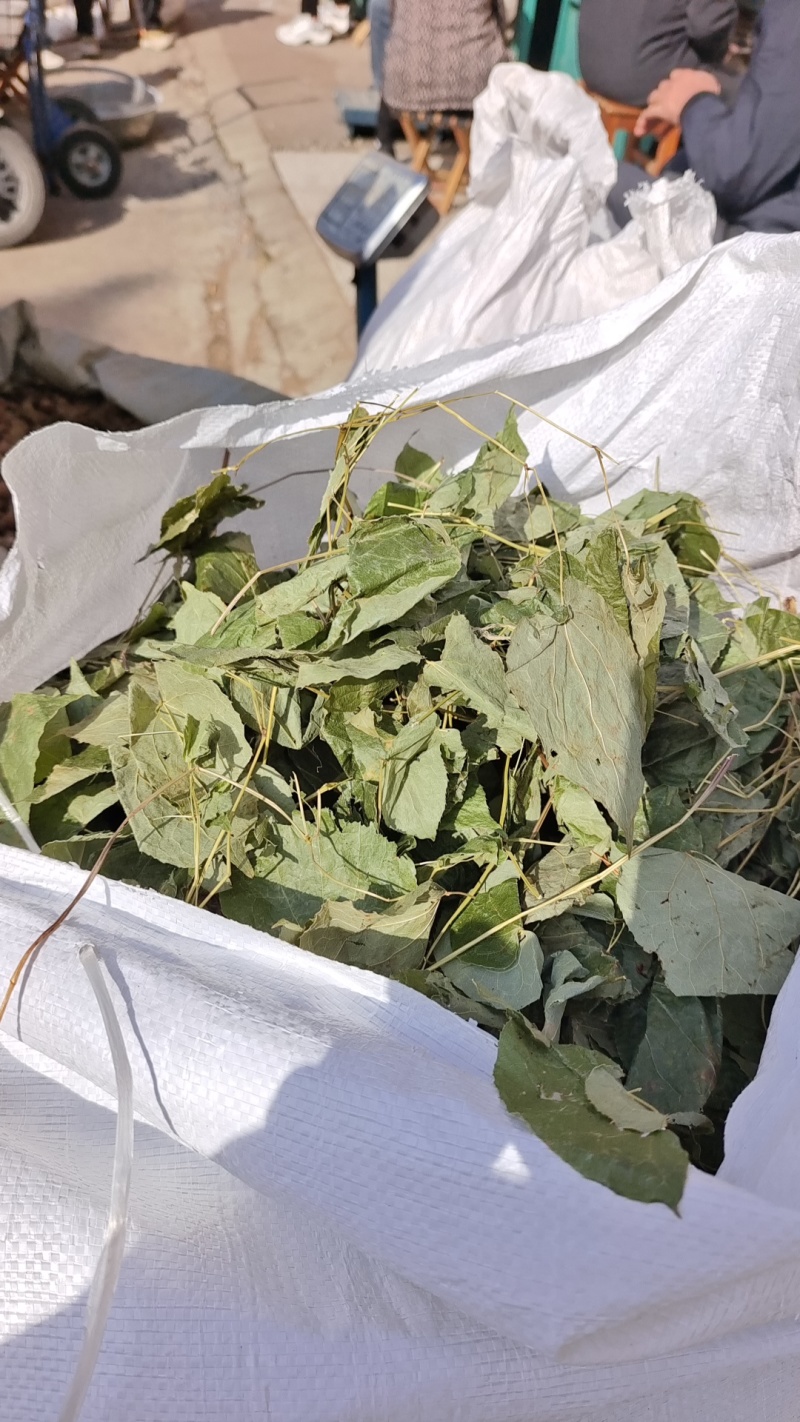 东北淫羊藿全草整叶颜色好2斤包邮量大优惠