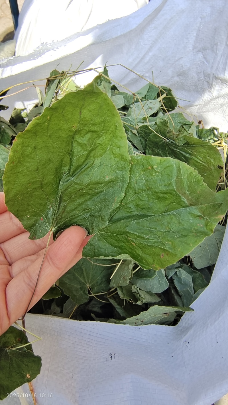 东北淫羊藿全草整叶颜色好2斤包邮量大优惠