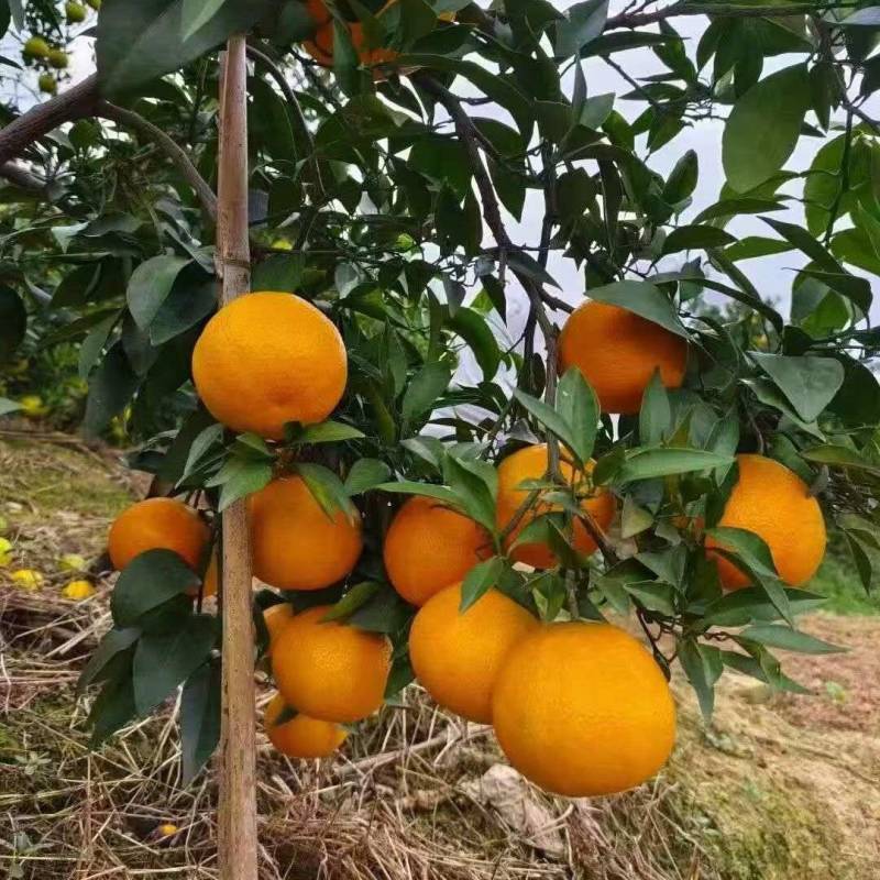 【精选】爱媛果冻橙/爱媛38橙/四川橙子/产地代发全国