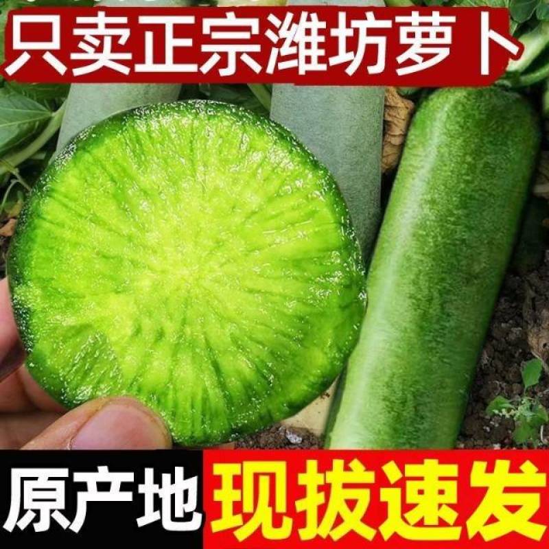 潍坊正宗水果萝卜支持一件代发，电商，多多货，抖音视频号