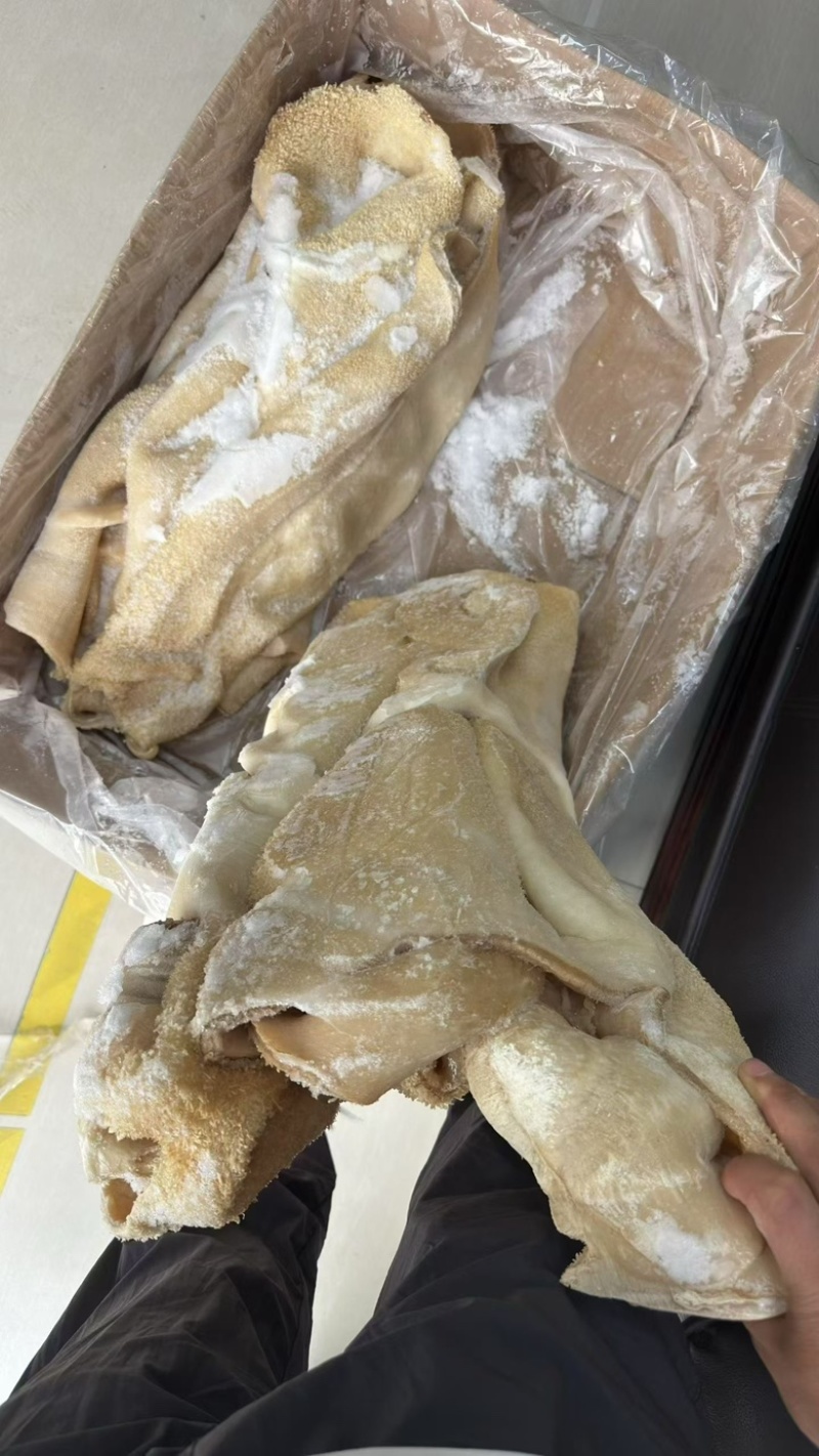 牛肚