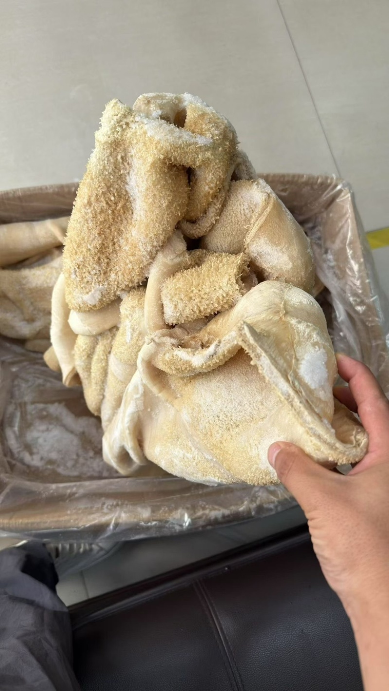 牛肚