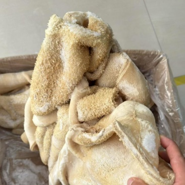牛肚